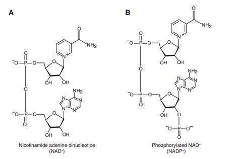 4.3: NAD and NADP .